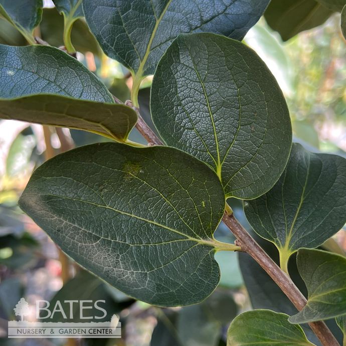 Edible #7 Diospyros kaki Chocolate/ Persimmon - No Warranty