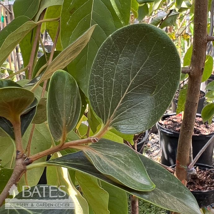 Edible #7 Diospyros kaki Tamopan/ Japanese Persimmon - No Warranty