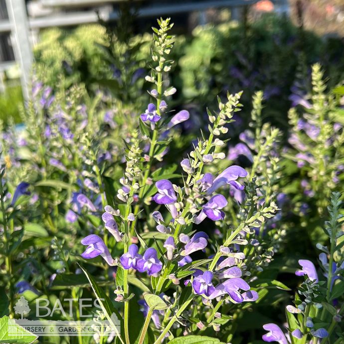 #1 Scutellaria incana AB/ Downy Skullcap Native (TN)