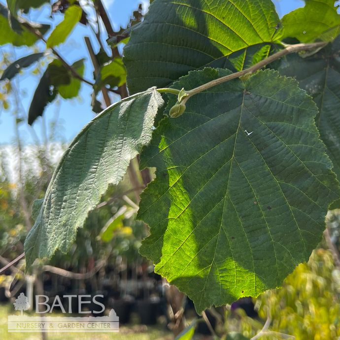 Edible #5 Corylus av McDonald/ Hazelnut