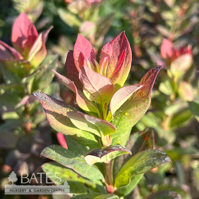 Edible #2 Vaccinium cory Bountiful Belle/ Northern Highbush Blueberry Native (TN)