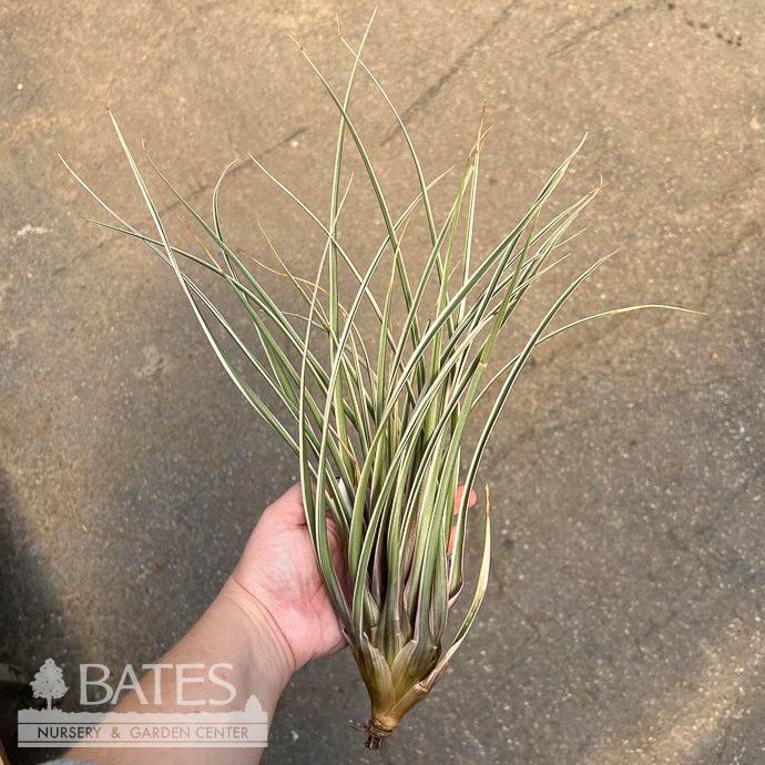 Tillandsia / Air Plant Cyanea Variegata 10-12&quot; each