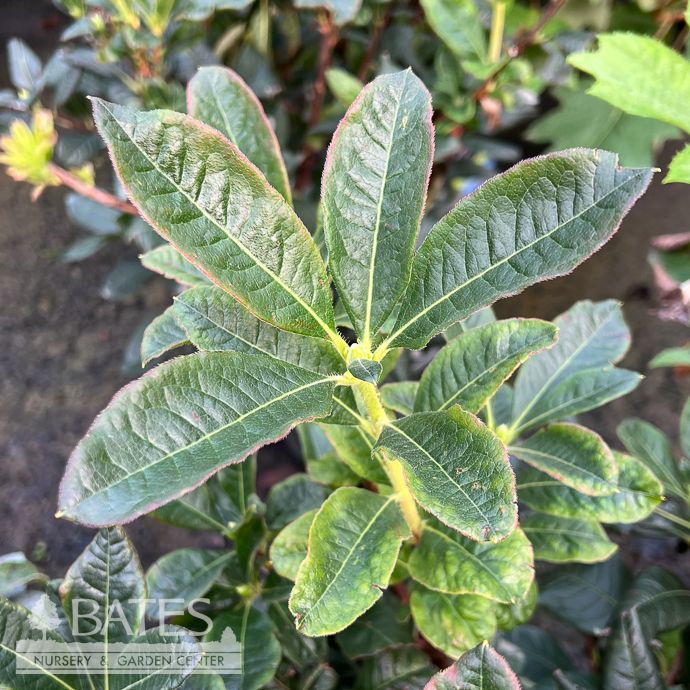 #2 Azalea x Klondyke (Exbury hybrid)/ Orange Deciduous