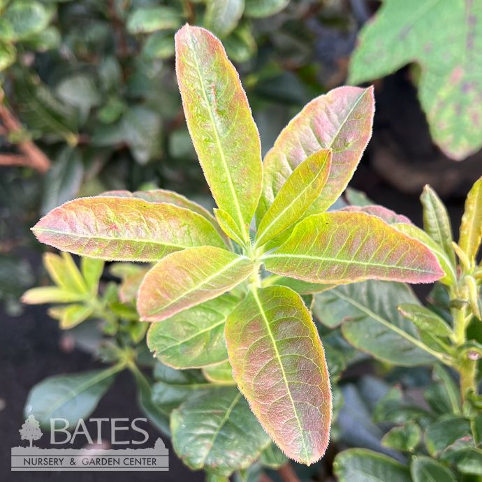 #2 Azalea x Klondyke (Exbury hybrid)/ Orange Deciduous