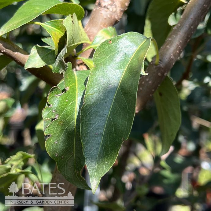 Edible #5 Pyrus com Bosc/ Semi-dwarf Pear