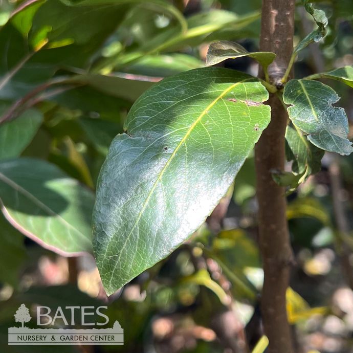 Edible #5 Pyrus com Bosc/ Semi-dwarf Pear
