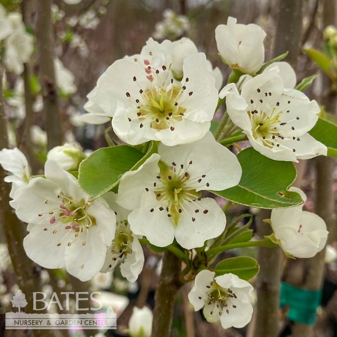 Edible Topiary #7  Pyrus 5-in-1/ Pear. Semi-Dwarf