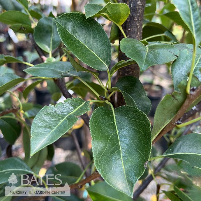 Edible #7 Pyrus com Pineapple/ Pear