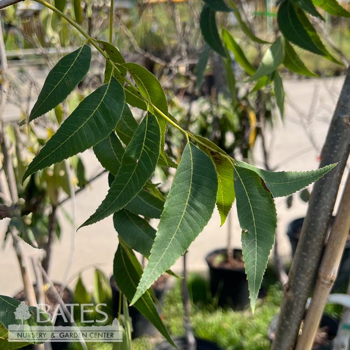 Edible #7 Carya ill Jackson/ Type I Pecan Native (TN)