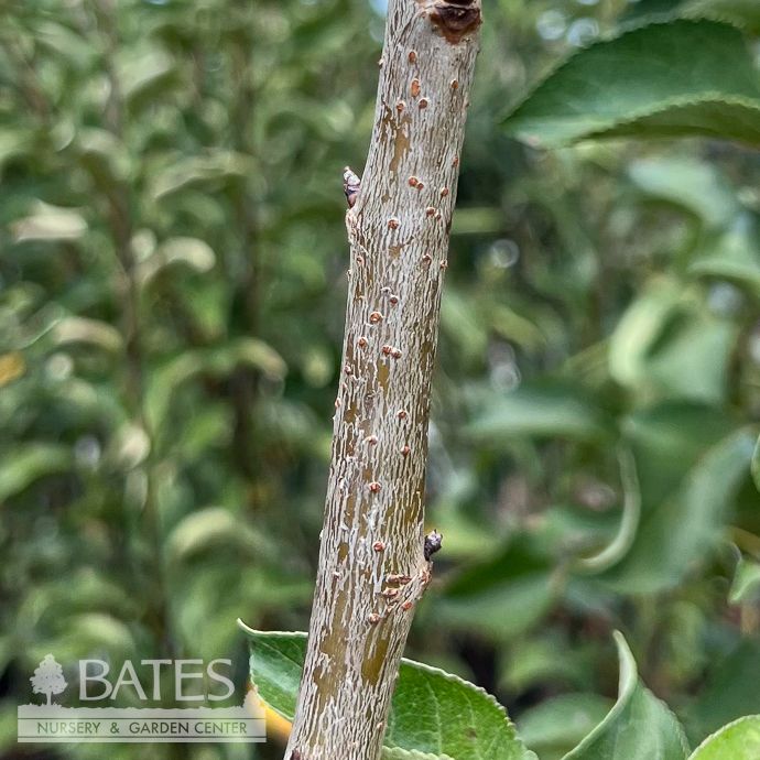 Edible #5 Prunus Brooks/ Semi-dwarf Sweet Cherry - No Warranty