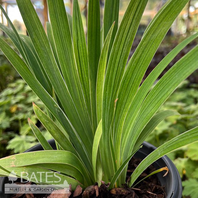 #1 Iris cris Alba/ Dwarf Crested Native (TN)