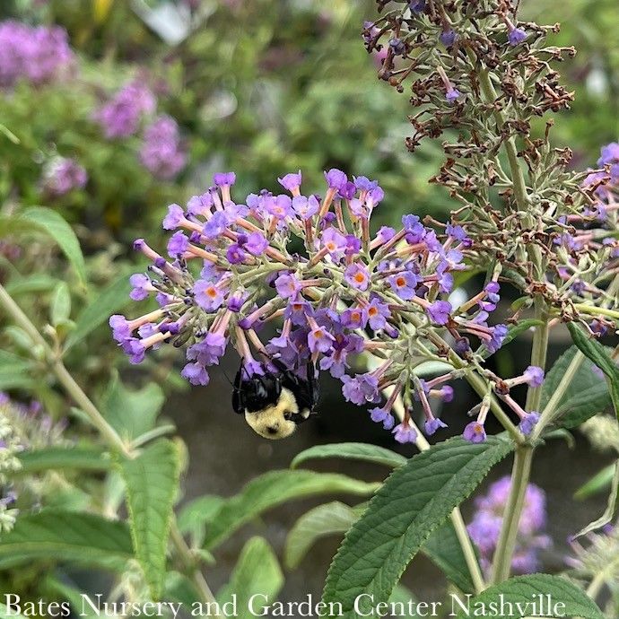 #3 Buddleia x PW Lo &amp; Behold &#39;Purple Haze&#39;/ Dwarf Butterfly Bush