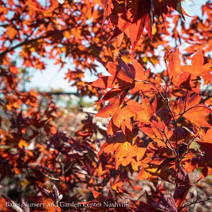 #15 Acer pal Fireglow/ Red Upright Japanese Maple