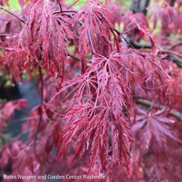 Topiary Patio Tree #6 Acer pal var diss Inaba Shidare/ Upright Cascading Red Japanese Maple