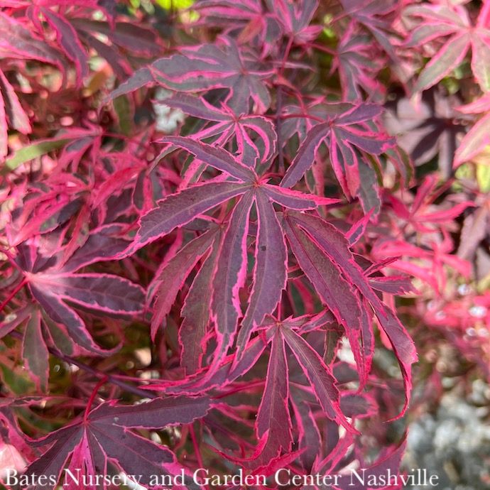 #6 Acer pal Shirazz (Gwen&#39;s Rose Delight)/ Variegated Japanese Maple