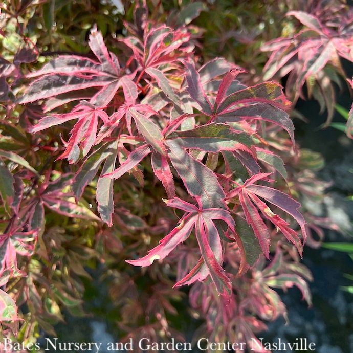 #6 Acer pal Shirazz (Gwen&#39;s Rose Delight)/ Variegated Japanese Maple