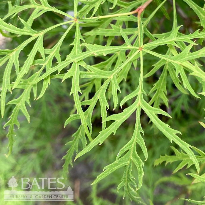 Topiary Patio Tree #6 Acer pal var diss Viridis/ Green Weeping Japanese Maple
