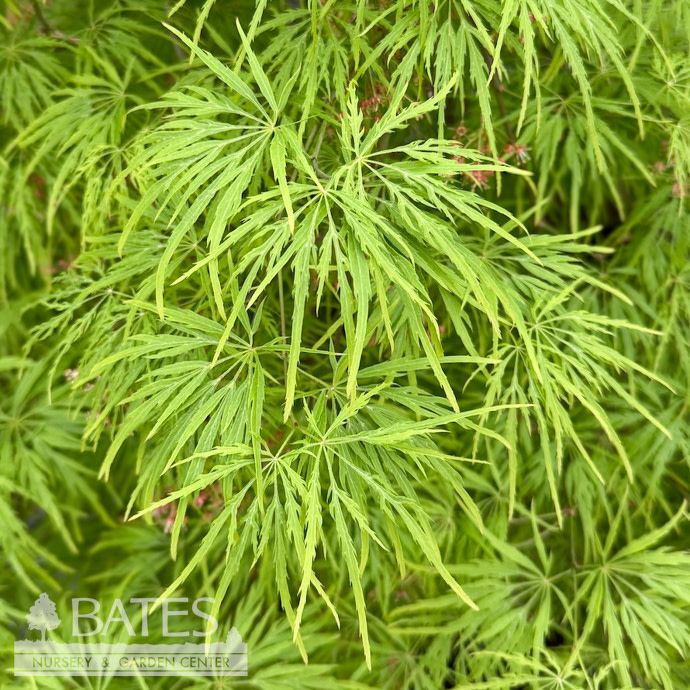Topiary Patio Tree #6 Acer pal var diss Viridis/ Green Weeping Japanese Maple