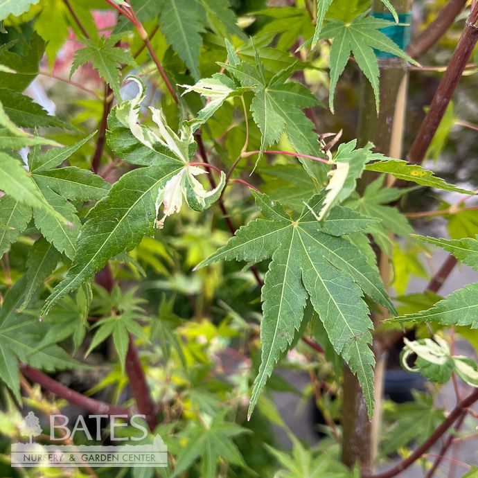 #15 Acer pal Asahi Zuru/ Variegated Upright Japanese Maple