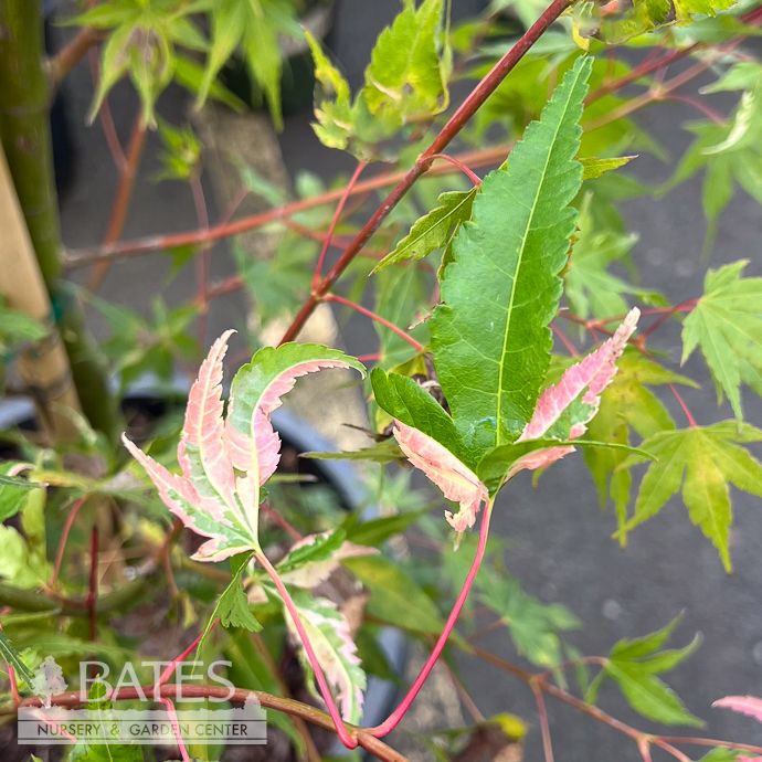 #15 Acer pal Asahi Zuru/ Variegated Upright Japanese Maple