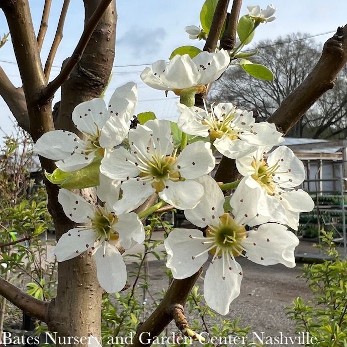 Edible Topiary Espalier #20 Pyrus Bartlett Pear