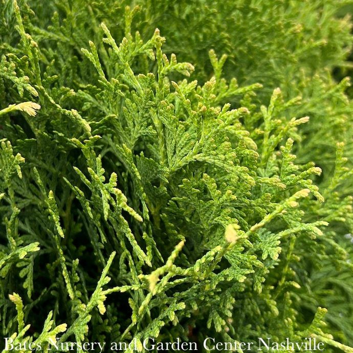 #2 Thuja occ PW Tater Tot/ Globe Arborvitae