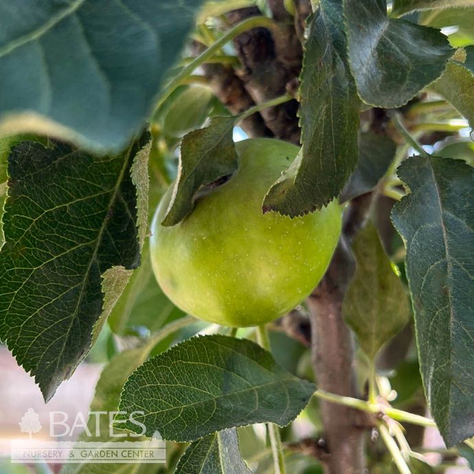 Edible #5 Malus Urban Apple &#39;Tasty Red&#39;/ Columnar Apple