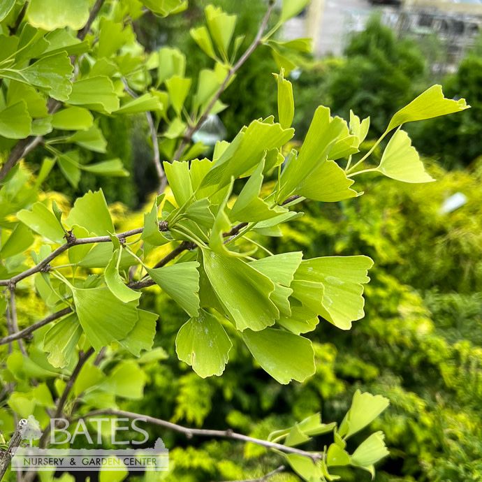 #20 Ginkgo bil Saratoga/ Maidenhair Tree (male)