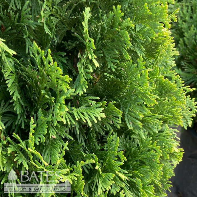 #6 Thuja occ PW Sting/ Columnar Arborvitae
