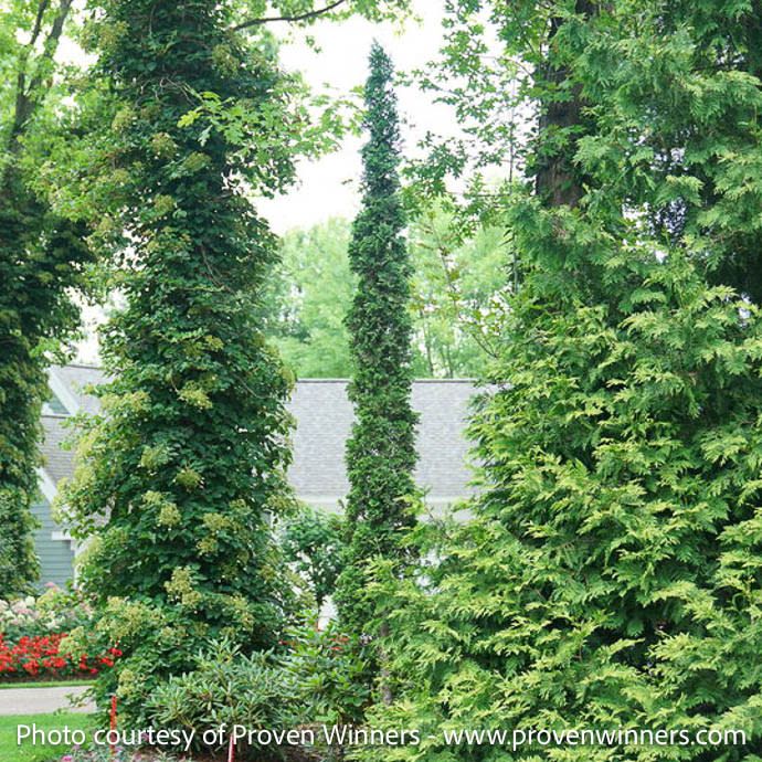 #6 Thuja occ PW Sting/ Columnar Arborvitae