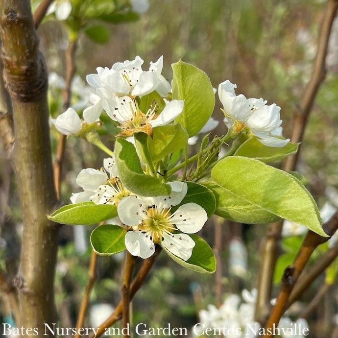Edible Topiary Espalier #20 Pyrus Bartlett Pear