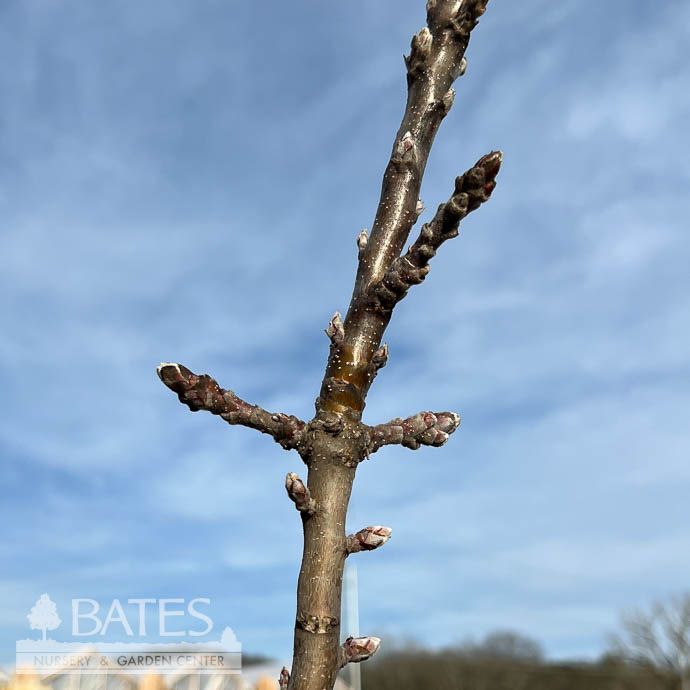 Edible #5 Malus Urban Apple &#39;Tangy Green&#39;/ Columnar Apple