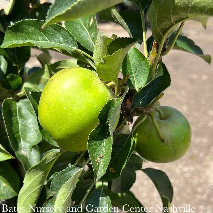 Edible #5 Malus x dom Urban Apple &#39;Golden Treat&#39;/ Columnar Apple