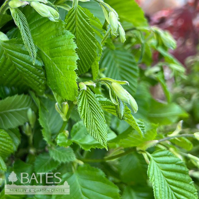 #5 Carpinus bet Columnaris Nana/ Dwarf Columnar European Hornbeam