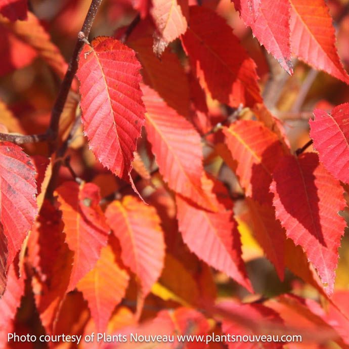 #7 Carpinus carol Fire Belle/ American Hornbeam Native (TN)