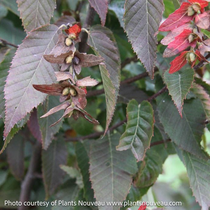 #7 Carpinus carol Fire Belle/ American Hornbeam Native (TN)