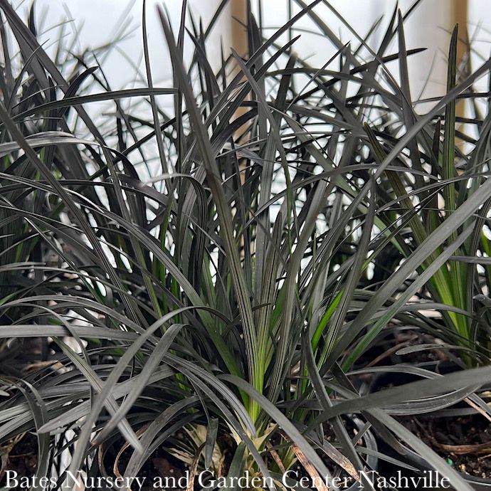 #1 Ophiopogon plan Blackbeard/ Black Mondo Grass