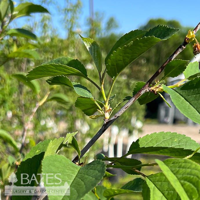Edible Topiary #7 Prunus avium  5-1 Combo (Bing, Ranier, Montmorency, Lapins, Kristin)/ Cherry - No Warranty