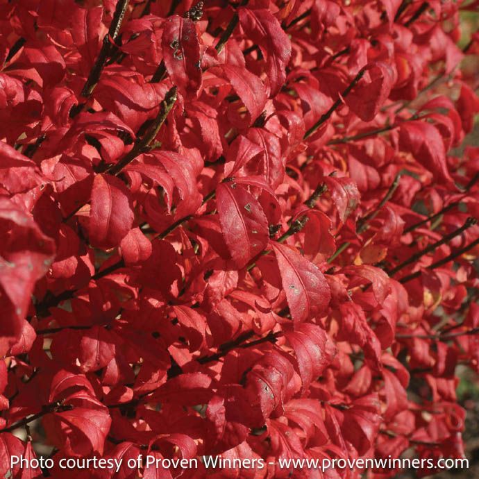 #5 Euonymus alatus PW Fire Ball/ Burning Bush