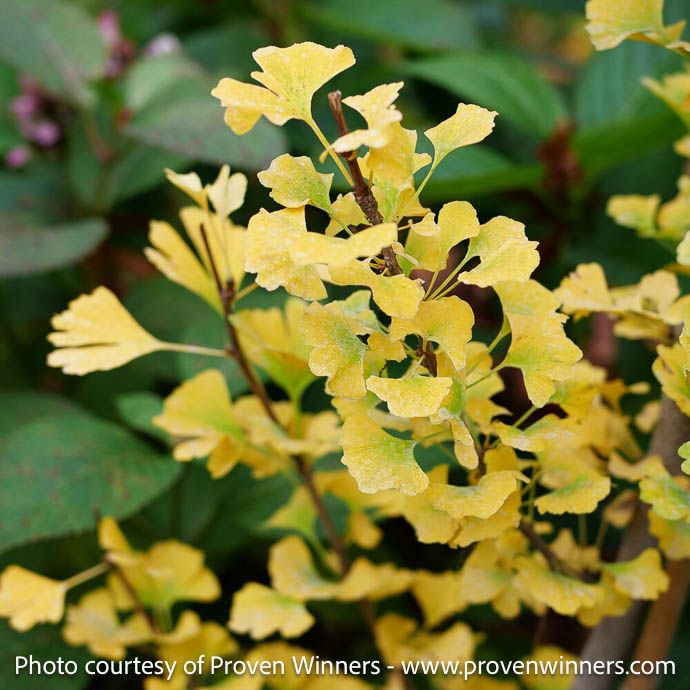 #5 Ginkgo bil PW Skinny Fit/ Columnar Maidenhair Tree (Male)