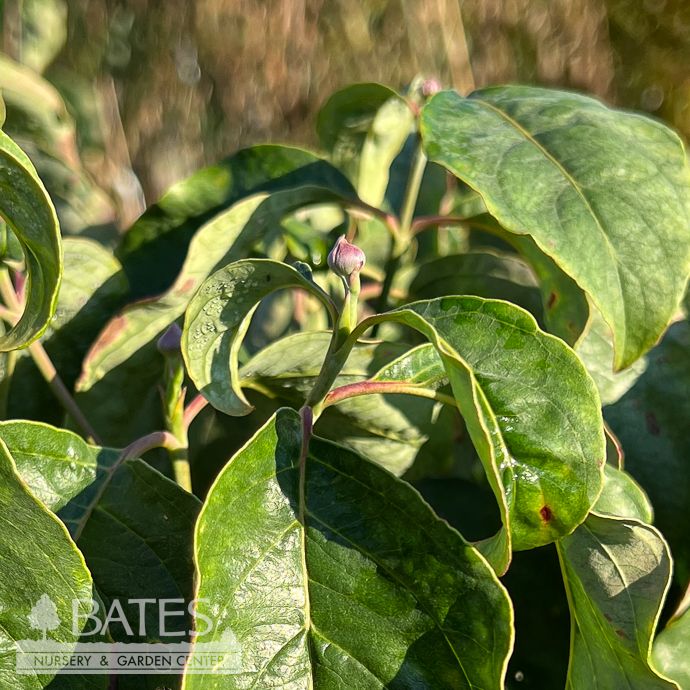 #5 Cornus florida Red/ Flowering Dogwood Native (TN)