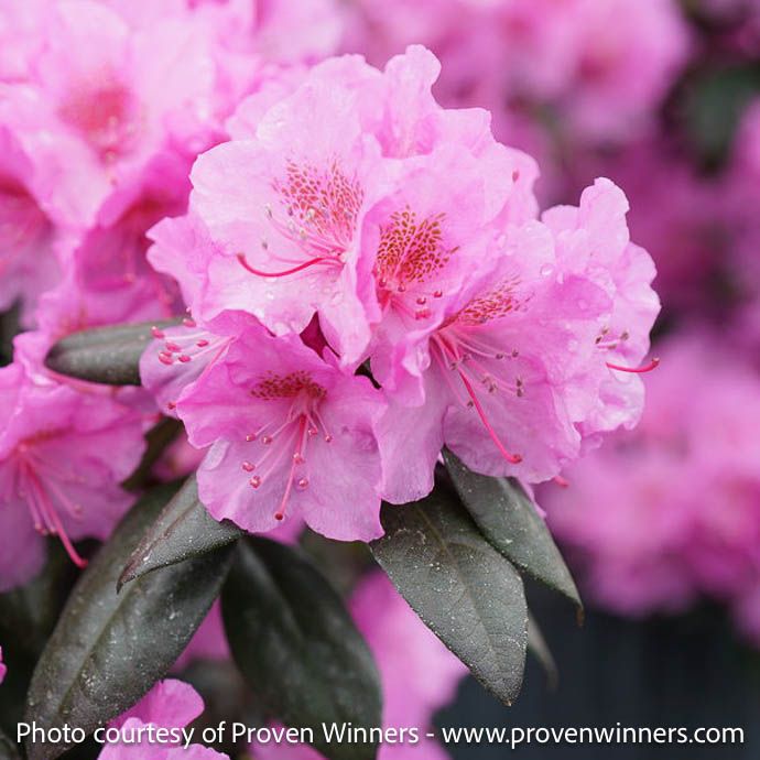 #3 Rhododendron x PW Black Hat/ Compact Purple Pink