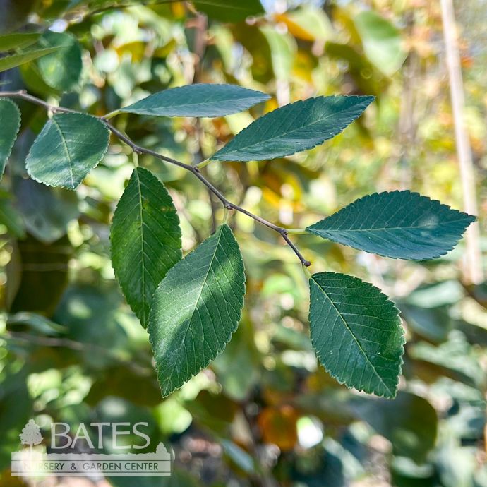 #15 Ulmus parv Bosque/ Chinese Elm
