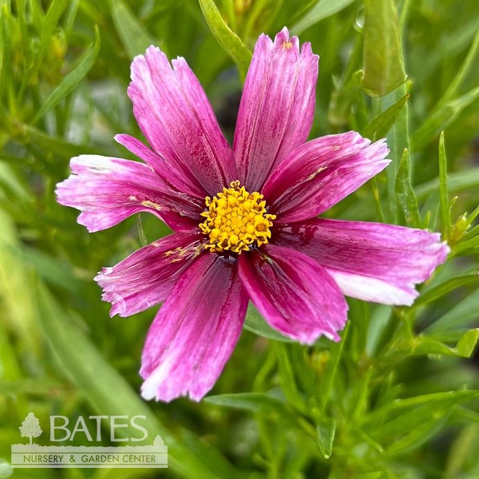 #1 Coreopsis x Li&#39;l Bang &#39;Starstruck&#39;/ Pink Tickseed
