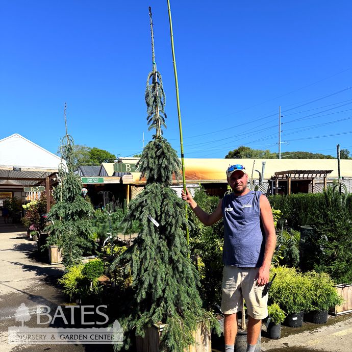 #20 BOX Picea glauc Pendula/ Weeping White Spruce