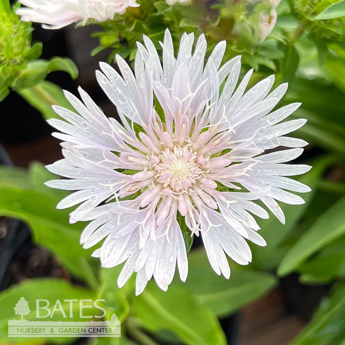 #1 Stokesia laevis Divinity/ White Stoke's Aster Native (R)