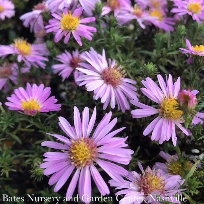 QP Symphyotrichum nov-belgii Wood&#39;s Pink/ New York Aster Native (R)