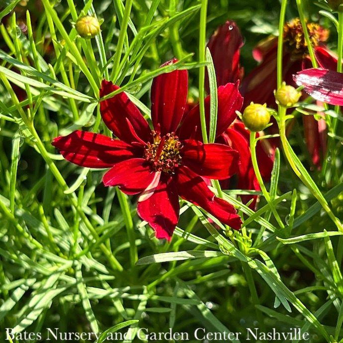 #1 Coreopsis vert Sizzle &amp; Spice &#39;Hot Paprika&#39;/ Red Tickseed Native (TN)