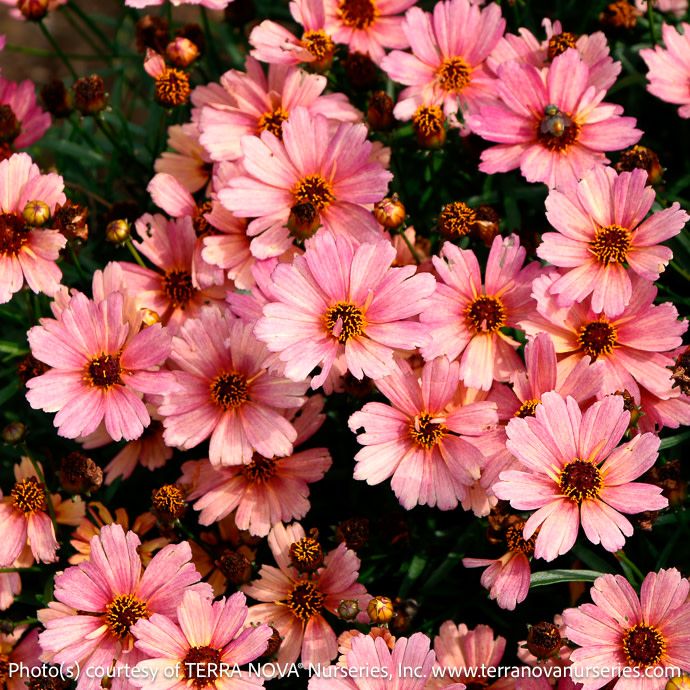 #1 Coreopsis vert Nova &#39;Sunstone&#39;/ Peachy Pink Tickseed Native (TN)