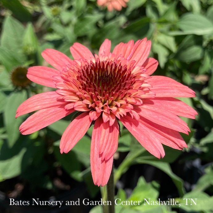 #1 Echinacea pur Raspberry Truffle/ Coneflower Native (TN)